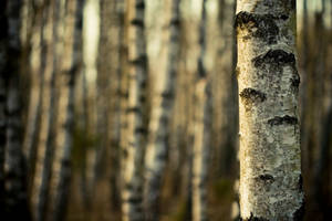 Birch wood