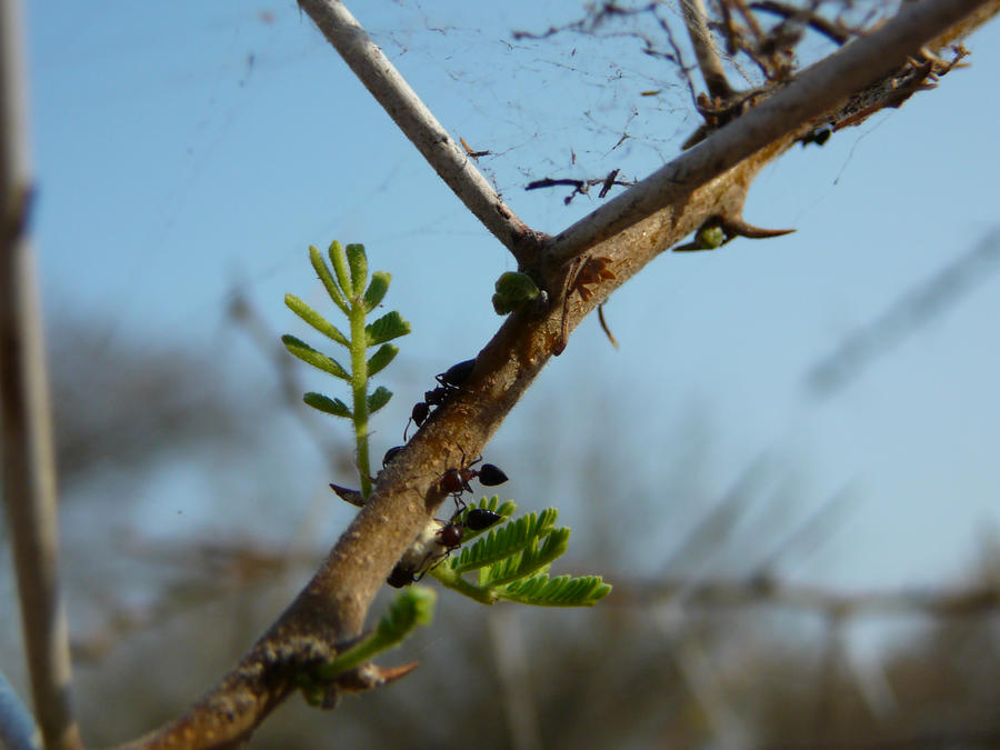 Busy ants