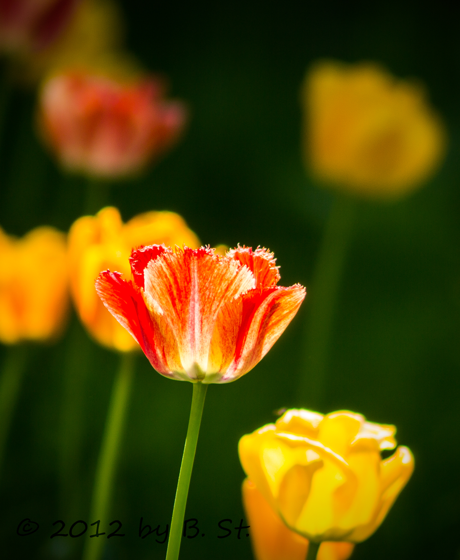 flowers in spring