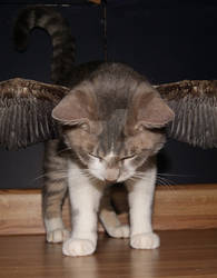 Winged Kitty for Alex