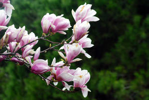 Magnolia after the rain