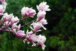 Magnolia after the rain by Umrae-Thara