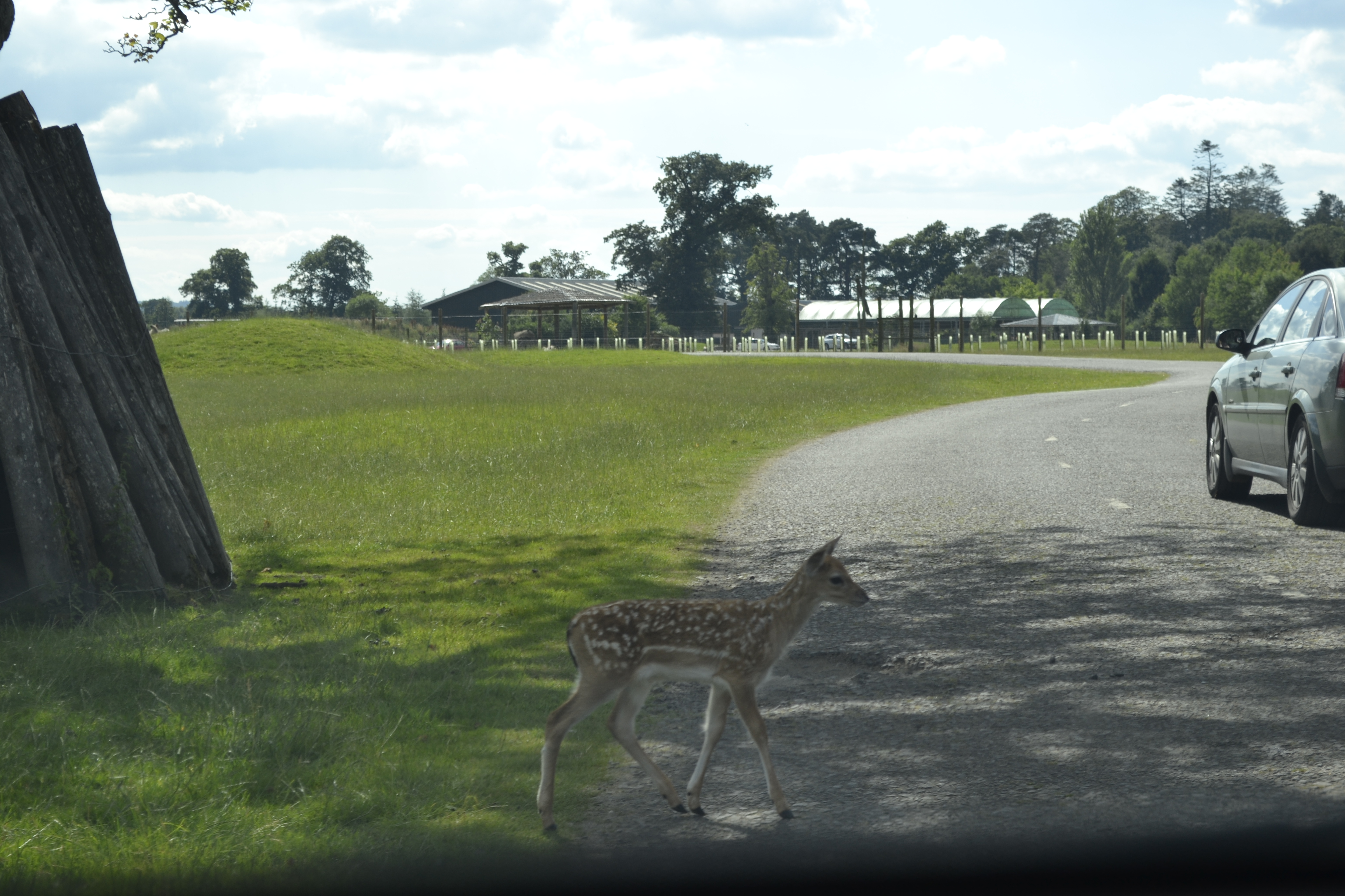 Baby deer.