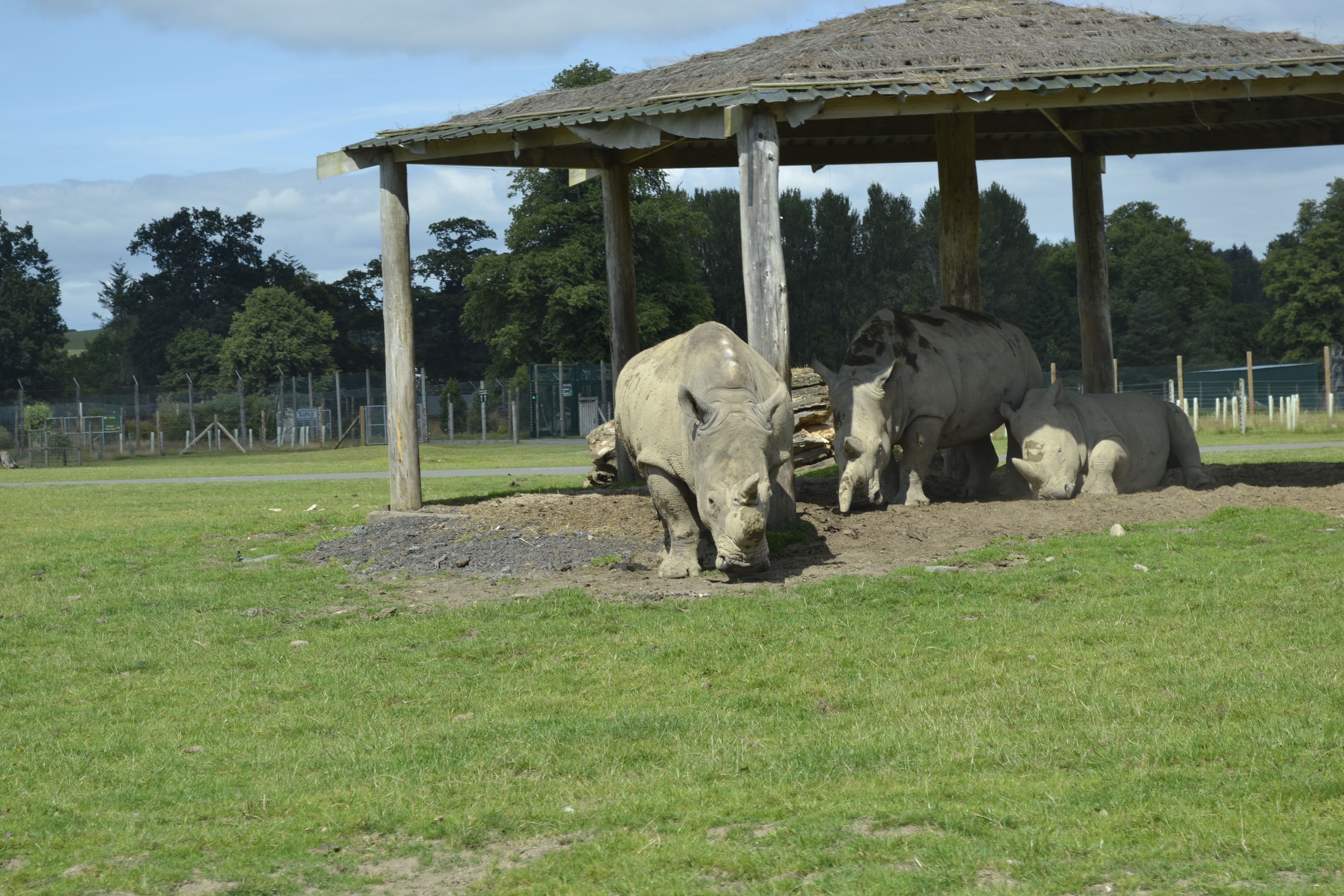 Rhino family.