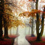 Foggy Autumn