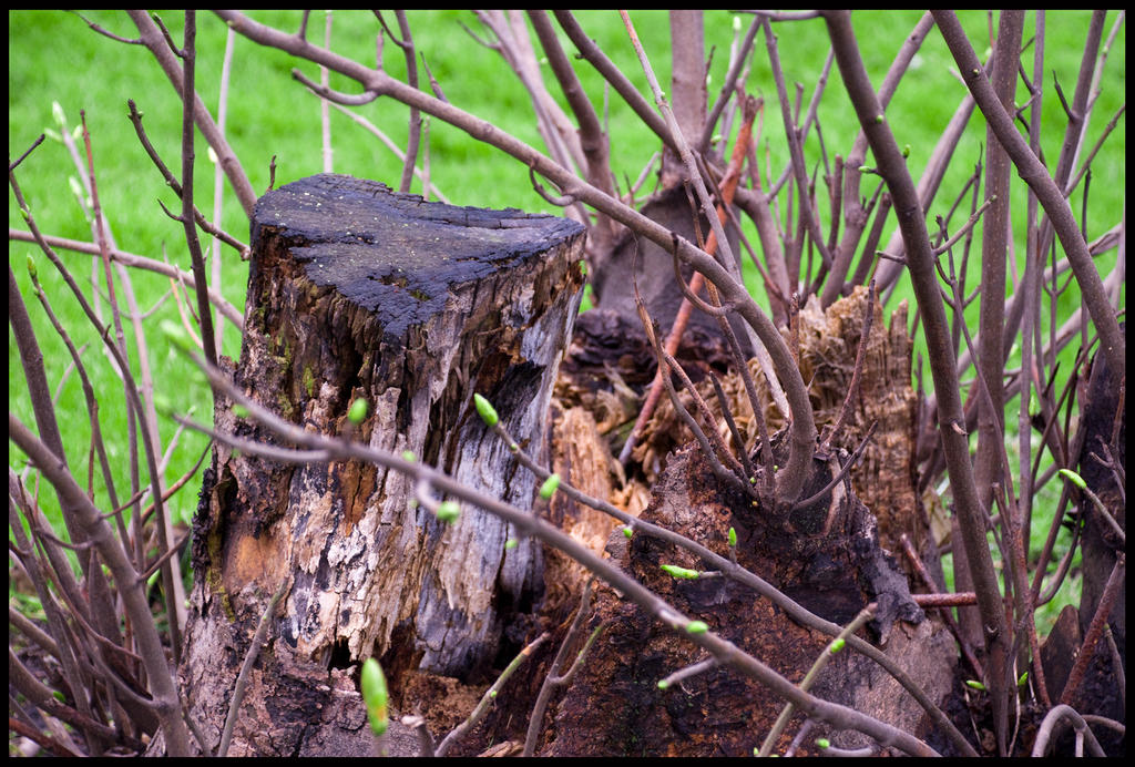 Stumpy Stump by Calaba on DeviantArt