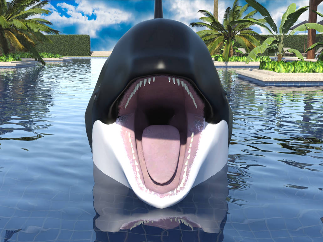 Orca-POV animation by JorkTheElf on DeviantArt