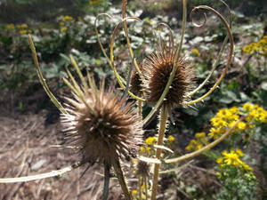 Oregon Thistle