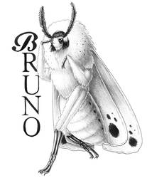 Moth Bruno