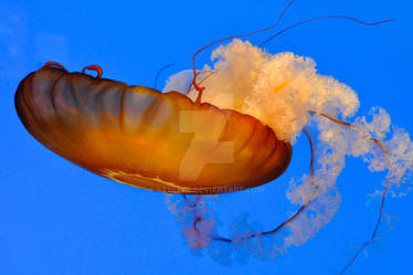 Pacific Sea Nettle 3