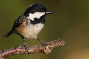 Another Coal Tit