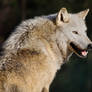 Grey Wolf at Sunrise