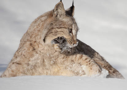 Eurasian Lynx: Yummy!