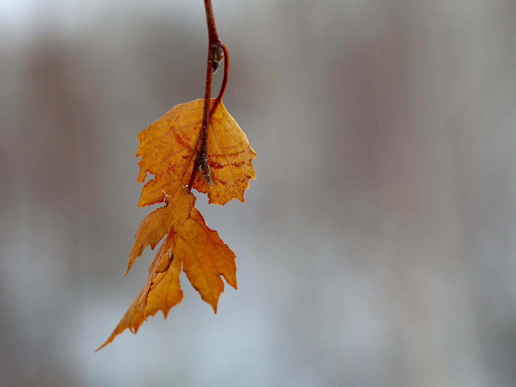 Dead spring by lastadm on DeviantArt