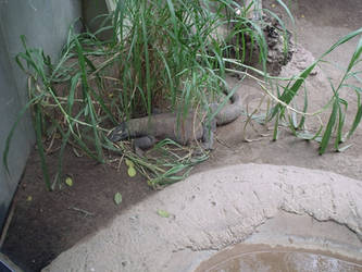 Komodo Dragon in Captivity