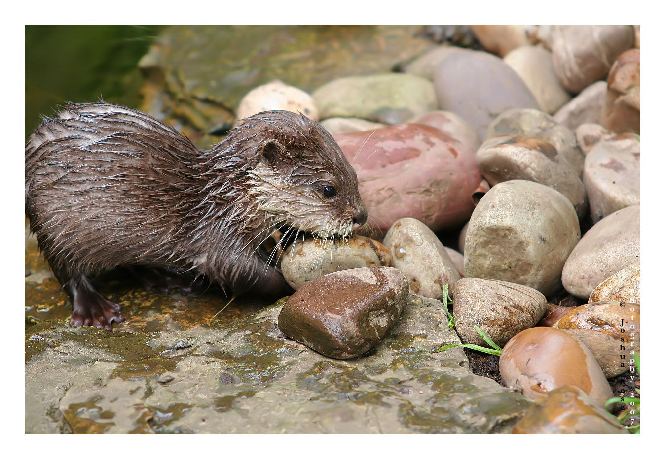 Baby Otter