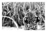 Spots - Lemur Leopard by JRose-Photography