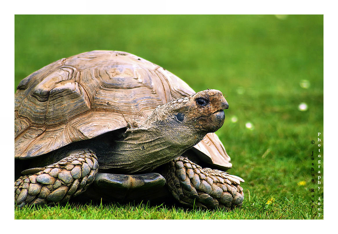 Young Giant tortoise