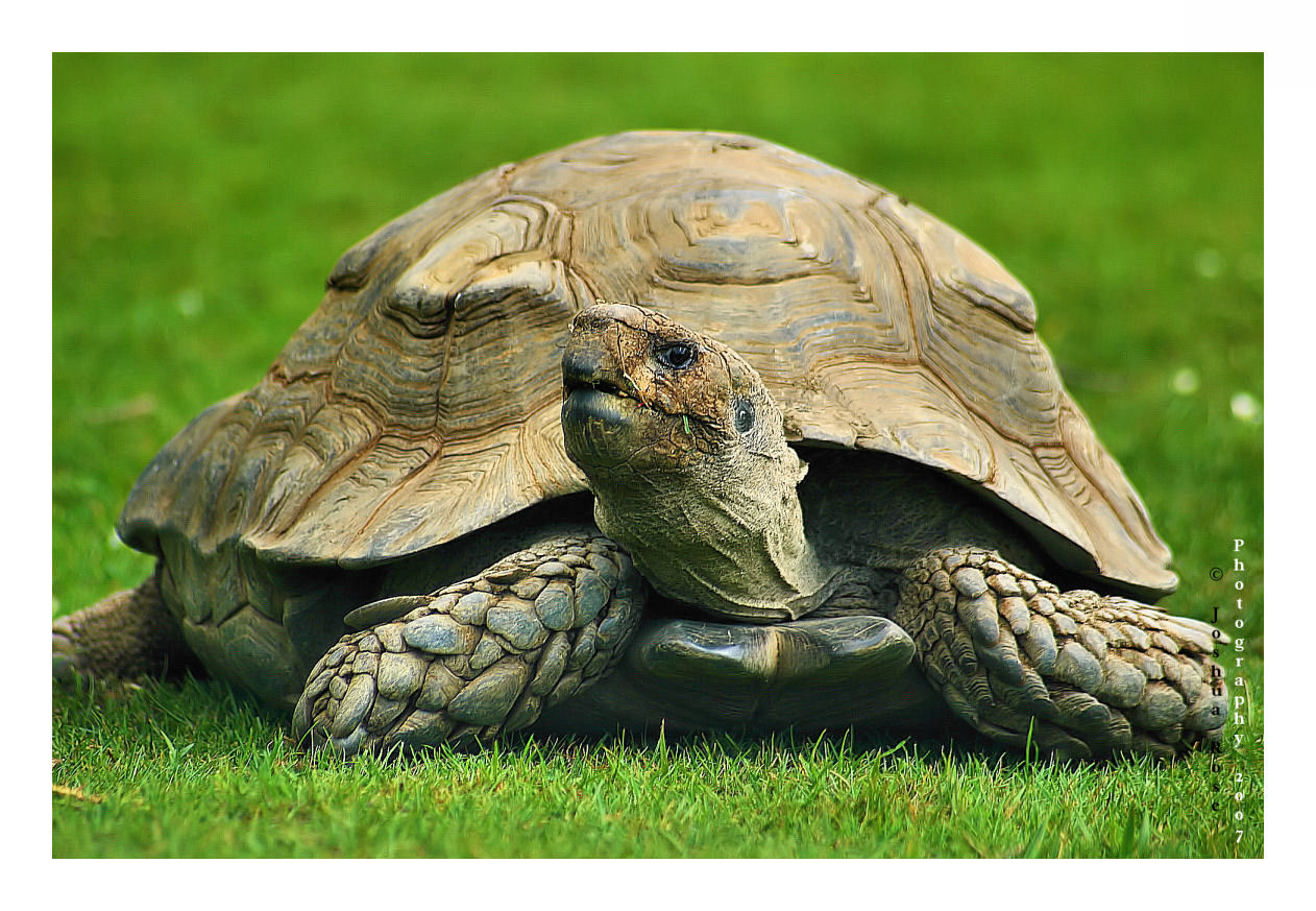 Young Giant tortoise II