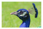 Peacock by JRose-Photography