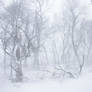 Blizzard 2