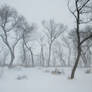 Blizzard 4