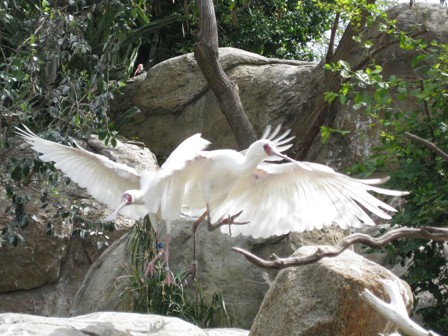 Dancing Birds