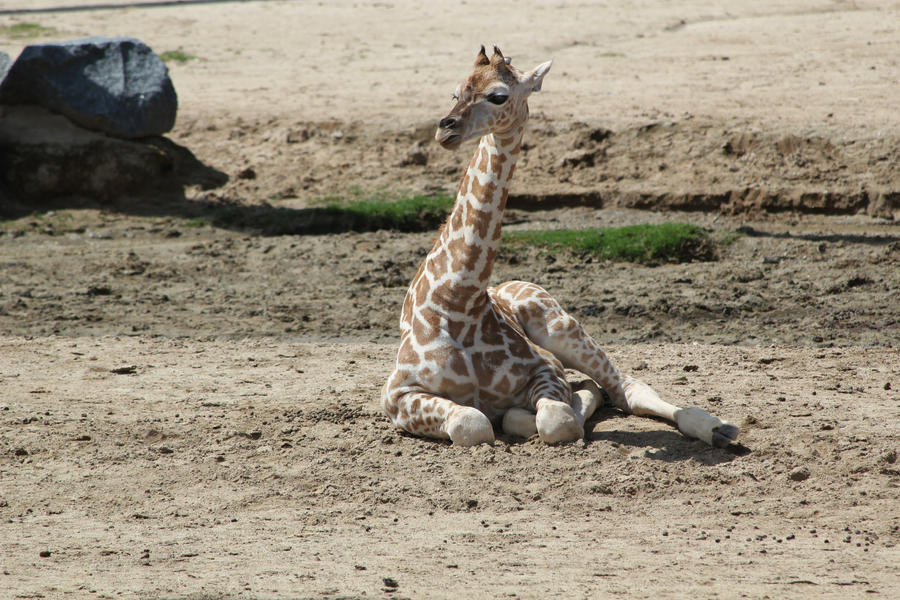 Big Newborn