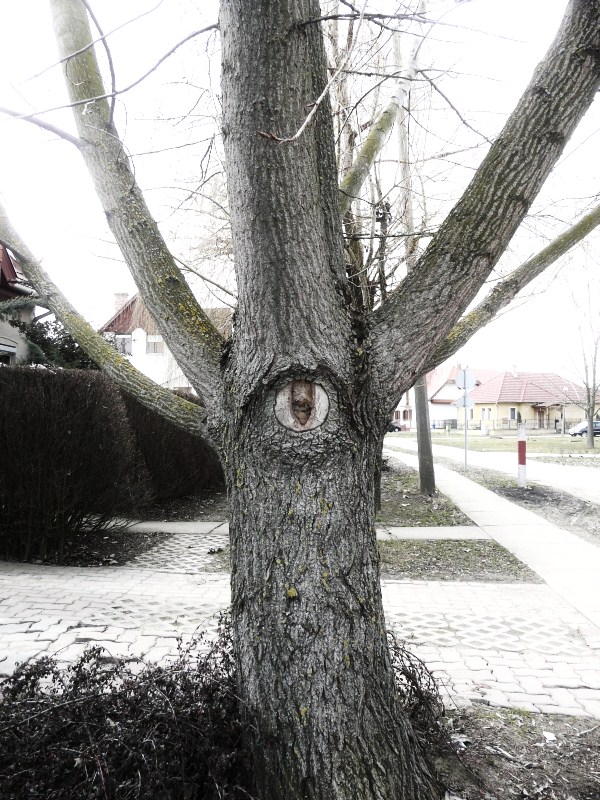 monocular tree