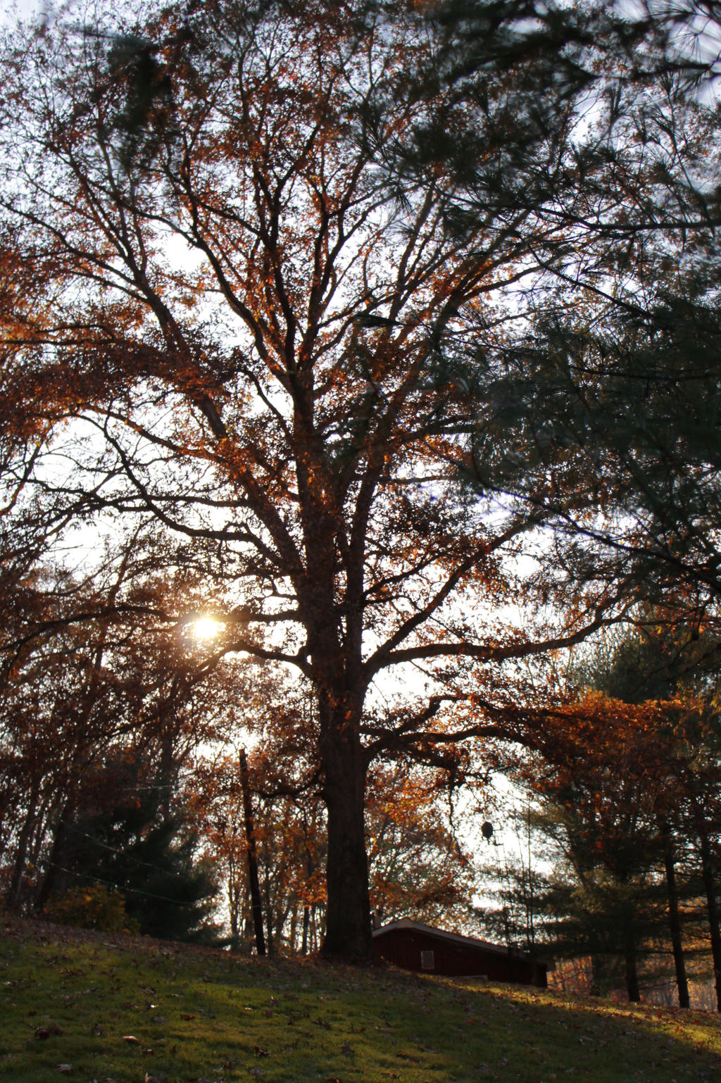 Grandfathers Tree