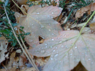 leaves during rain