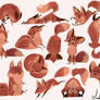 Lots of Foxes