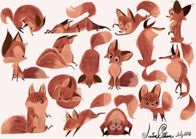 Lots of Foxes