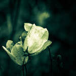 aiming for the top II by shhilja