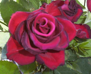 Rose 2