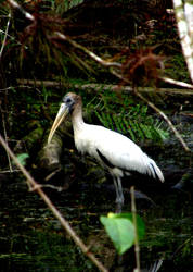 Wood Stork