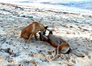 Bahamian dogs