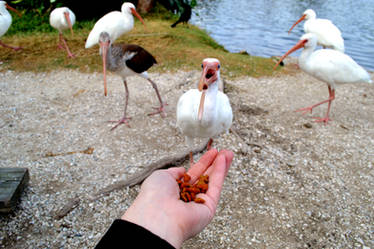 Feeding the Ibis