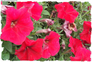 Red Flowers 01