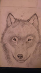 Wolf pencil drawing