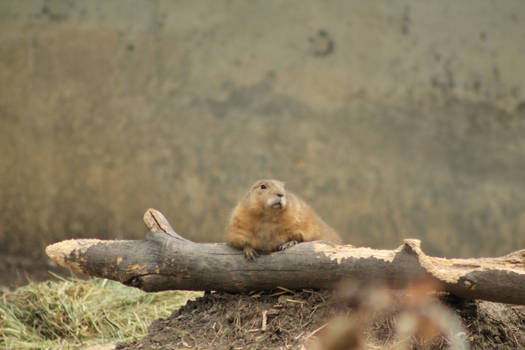 prairie dog (fat)