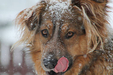 the taste of snow