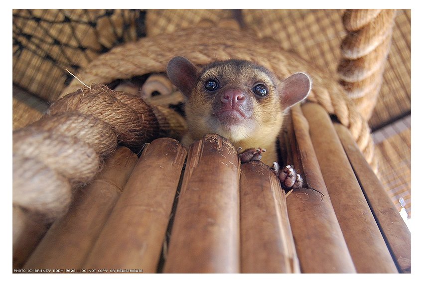 Kinkajou