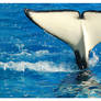Tail of a Whale