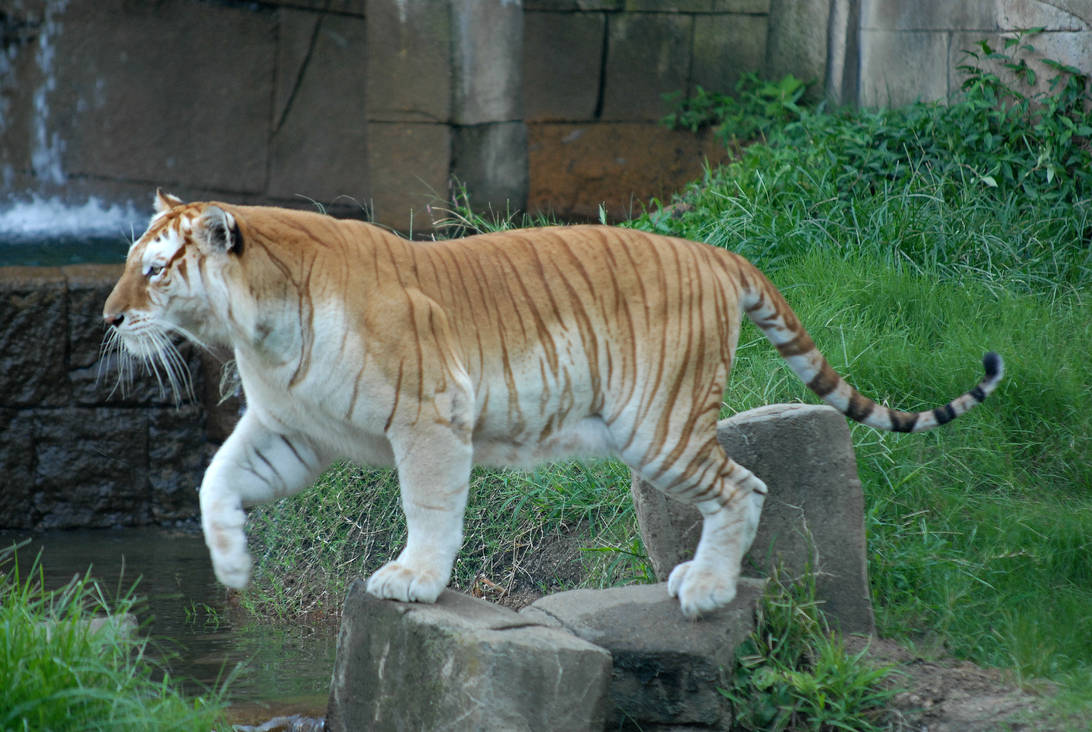 Названия видов тигров. Золотой бенгальский тигр. Золотой Амурский тигр. Голден Тайгер тигр. Золотой бенгальский тигр в полный рост.
