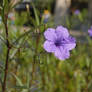 Flowers at the Memphis Zoo