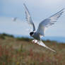 Farne Island Tern