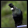 Mr Tui