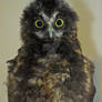 Baby Morepork