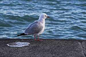 Red Billed Gull in Trouble